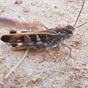 Oedaleus australis at Molonglo River Reserve - 31 Mar 2020