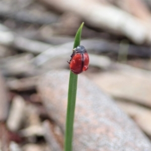 Ditropidus sp. (genus) at Cook, ACT - 27 Mar 2020 12:26 PM