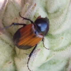 Phyllotocus navicularis (Nectar scarab) at Molonglo River Reserve - 31 Mar 2020 by trevorpreston