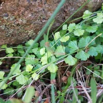 Asplenium flabellifolium (Necklace Fern) at Dunlop, ACT - 31 Mar 2020 by trevorpreston