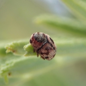 Elaphodes sp. (genus) at Cook, ACT - 27 Mar 2020