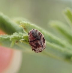 Elaphodes sp. (genus) at Cook, ACT - 27 Mar 2020