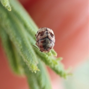 Elaphodes sp. (genus) at Cook, ACT - 27 Mar 2020