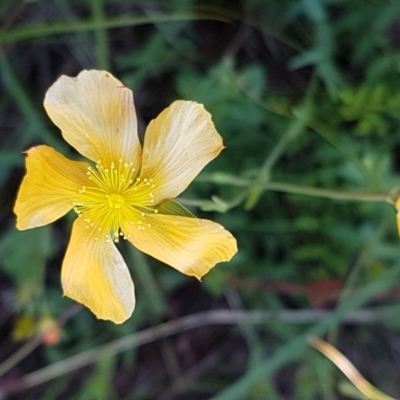 Hypericum gramineum (Small St Johns Wort) at Dunlop, ACT - 31 Mar 2020 by tpreston