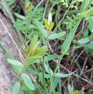 Hypericum gramineum at Molonglo River Reserve - 31 Mar 2020 02:26 PM