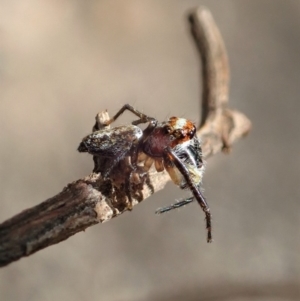 Opisthoncus sp. (genus) at Dunlop, ACT - 26 Mar 2020