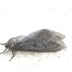 Abantiades atripalpis (Bardee grub/moth, Rain Moth) at Acton, ACT - 30 Mar 2020 by YellowButton