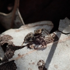 Jotus sp. (genus) (Unidentified Jotus Jumping Spider) at Dunlop, ACT - 29 Mar 2020 by CathB