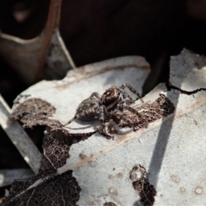 Jotus sp. (genus) at Dunlop, ACT - 29 Mar 2020 03:31 PM