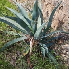 Agave americana (Century Plant) at Stirling, ACT - 31 Mar 2020 by trevorpreston