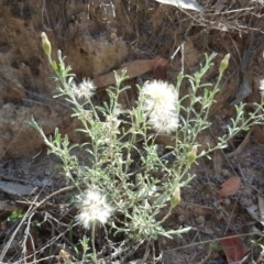 Vittadinia gracilis (New Holland Daisy) at Isaacs, ACT - 30 Mar 2020 by Mike