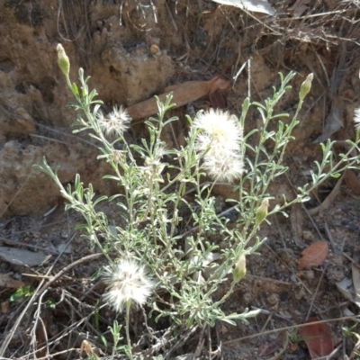 Vittadinia gracilis (New Holland Daisy) at Isaacs Ridge and Nearby - 30 Mar 2020 by Mike