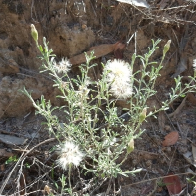 Vittadinia gracilis (New Holland Daisy) at Isaacs Ridge and Nearby - 31 Mar 2020 by Mike