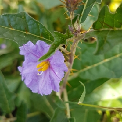 Solanum cinereum (Narrawa Burr) at Dunlop, ACT - 31 Mar 2020 by trevorpreston