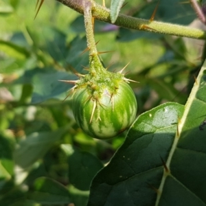 Solanum cinereum at Dunlop, ACT - 31 Mar 2020