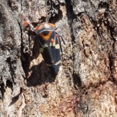 Eurymeloides pulchra (Gumtree hopper) at Dunlop, ACT - 31 Mar 2020 by tpreston