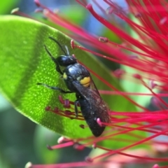 Hylaeus (Hylaeorhiza) nubilosus at Yarralumla, ACT - 31 Mar 2020