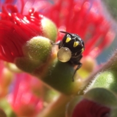 Hylaeus (Euprosopoides) rotundiceps (Hylaeine colletid bee) at Yarralumla, ACT - 31 Mar 2020 by PeterA