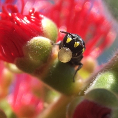 Hylaeus (Euprosopoides) rotundiceps (Hylaeine colletid bee) at Yarralumla, ACT - 31 Mar 2020 by PeterA