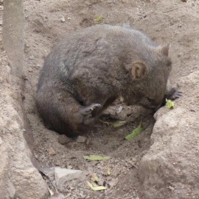 Vombatus ursinus (Common wombat, Bare-nosed Wombat) at Black Range, NSW - 31 Mar 2020 by MatthewHiggins