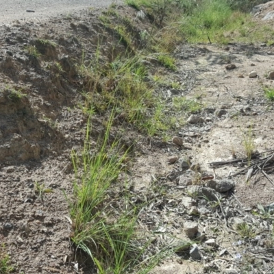 Eragrostis curvula (African Lovegrass) at Isaacs Ridge and Nearby - 31 Mar 2020 by Mike
