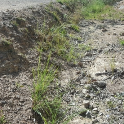 Eragrostis curvula (African Lovegrass) at Isaacs Ridge and Nearby - 30 Mar 2020 by Mike