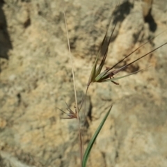 Themeda triandra (Kangaroo Grass) at Isaacs, ACT - 31 Mar 2020 by Mike