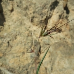 Themeda triandra (Kangaroo Grass) at Isaacs, ACT - 30 Mar 2020 by Mike