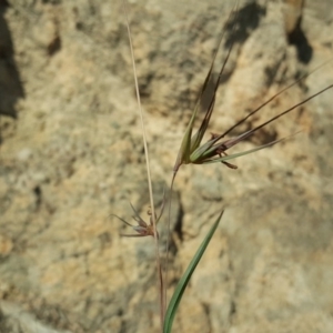 Themeda triandra at Isaacs, ACT - 31 Mar 2020