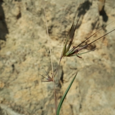 Themeda triandra (Kangaroo Grass) at Isaacs, ACT - 31 Mar 2020 by Mike