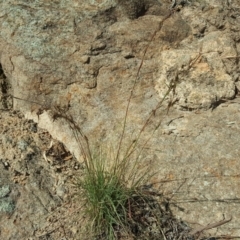 Cymbopogon refractus (Barbed-wire Grass) at Isaacs Ridge and Nearby - 30 Mar 2020 by Mike