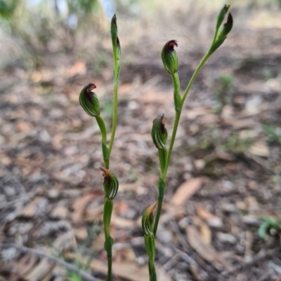 Speculantha rubescens (Blushing Tiny Greenhood) at Denman Prospect, ACT - 30 Mar 2020 by AaronClausen