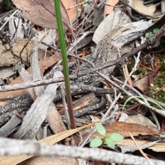 Thelymitra sp. (A Sun Orchid) at Denman Prospect, ACT - 31 Mar 2020 by AaronClausen