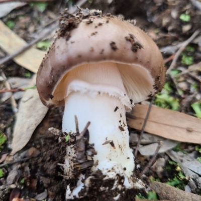 Amanita sp. (Amanita sp.) at Denman Prospect, ACT - 31 Mar 2020 by AaronClausen