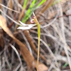 Eriochilus cucullatus (Parson's Bands) at Denman Prospect, ACT - 30 Mar 2020 by AaronClausen