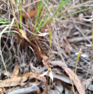 Eriochilus cucullatus at Denman Prospect, ACT - suppressed