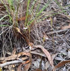 Eriochilus cucullatus at Denman Prospect, ACT - suppressed