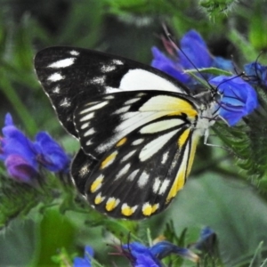 Belenois java at Jerrabomberra, ACT - 31 Mar 2020