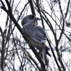 Strepera versicolor (Grey Currawong) at Paddys River, ACT - 30 Mar 2020 by JohnBundock