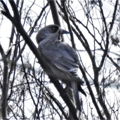 Strepera versicolor (Grey Currawong) at Paddys River, ACT - 30 Mar 2020 by JohnBundock