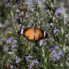 Danaus petilia (Lesser wanderer) at Murrumbateman, NSW - 31 Mar 2020 by SallyandPeter