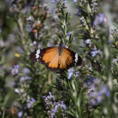 Danaus petilia (Lesser wanderer) at Murrumbateman, NSW - 31 Mar 2020 by SallyandPeter