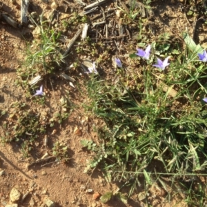 Wahlenbergia sp. at Hughes, ACT - 31 Mar 2020