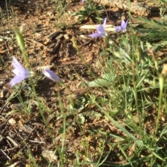 Wahlenbergia sp. at Hughes, ACT - 31 Mar 2020