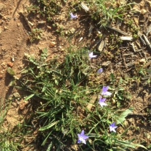 Wahlenbergia sp. at Hughes, ACT - 31 Mar 2020