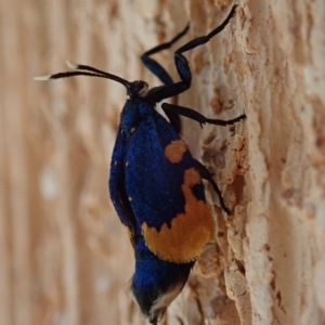 Cebysa leucotelus at Spence, ACT - 31 Mar 2020