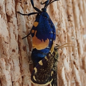 Cebysa leucotelus at Spence, ACT - 31 Mar 2020