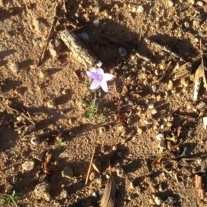 Wahlenbergia stricta subsp. stricta at Hughes, ACT - 31 Mar 2020 05:47 PM