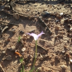 Wahlenbergia stricta subsp. stricta at Hughes, ACT - 31 Mar 2020