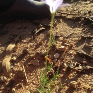 Wahlenbergia stricta subsp. stricta at Hughes, ACT - 31 Mar 2020